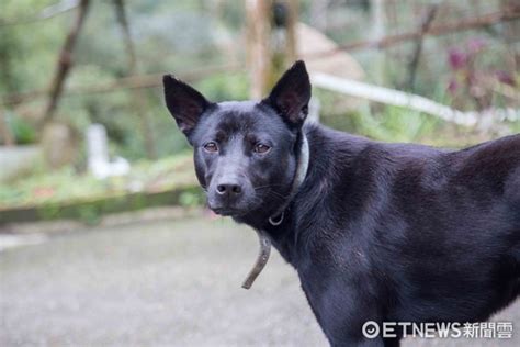 黑狗品種|台灣犬